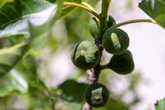 Gros plan sur des figues 
