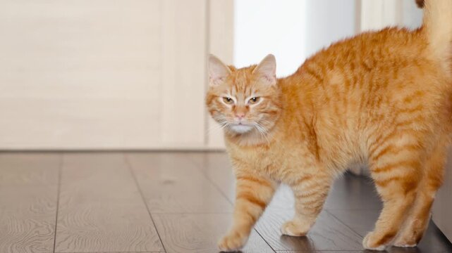 red cat Brave Cat Walks. Confident Feline Advances Purposefully. Daring Ginger Cat Strides Boldly Towards Camera. Selfassured Tabby Walks Steadily With Intention Towards Photographer