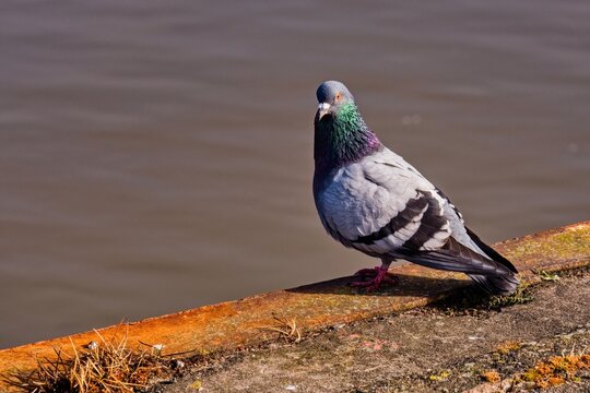 Close-up of a common rock pigeon perched on a rusty metal ledge by the water. Urban bird with iridescent neck feathers. City wildlife concept with copy space.