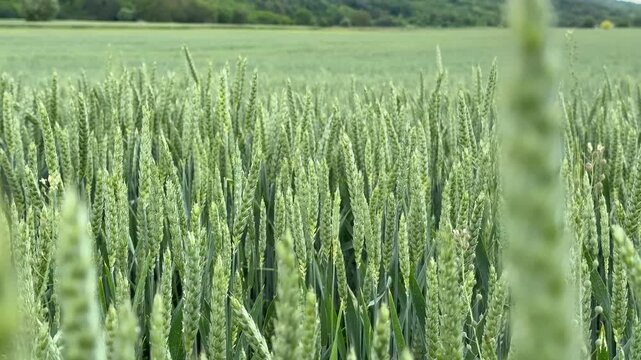 Green wheat heads fill a sunlit field with soft focus foreground, calm rural mood and natural texture, ideal for agriculture themes and seasonal spring growth