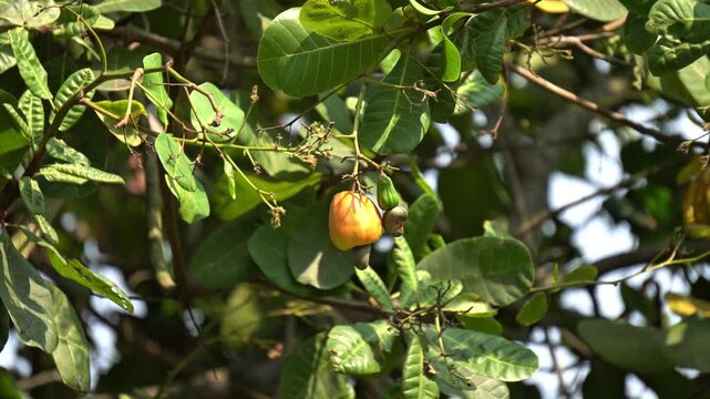 Ripe Cashew Nut and Yellow Fruit Hanging on Tree Branch in Tropical Plantation. Cashew Tree Anacardium Occidentale with Ripe Yellow Fruit and Nut in Shell. Indian Fruit Farming in South India. 