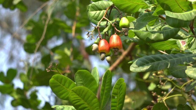 Cashew Fruit Growing on Tree in Tropical Garden. Ripe Cashew Apples Hanging on Tree Branch. Indian Cashew Plantation. Cashew Nut in Indian farming field. 