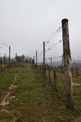 Obraz premium Vineyards in Piedmont on an overcast spring day with budding vines and fresh green grass. Rolling hills in daylight create a calm rural landscape. Wine region, agriculture and travel concept.