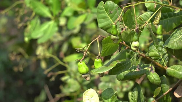 Raw Green Cashew Fruit with Nut Growing on Branch in Tropical Orchard. Green Cashew Fruit Hanging from Tree Branch. Indian Fruit Farm. 