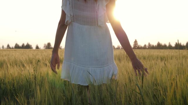 Back view of young woman in white summer dress walking through golden wheat field at sunset. Female hand gently touching golden ears of wheat as sun creates warm flare. Unity of people and nature