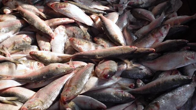 Hilsa fish, connection and crowd. Hilsa at the wholesale market. Traders are sorting and selling hilsa fish at At Kapat Bazar and Ghat Fish Landing Center in Charfason Upazila of Bhola district. 