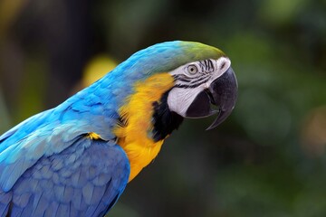 Obraz premium Colorful Macaw Perched on a Branch in a Lush Environment During Daytime