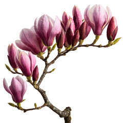 Fototapeta premium Pink Magnolia Flowers on Curved Branch Isolated on White