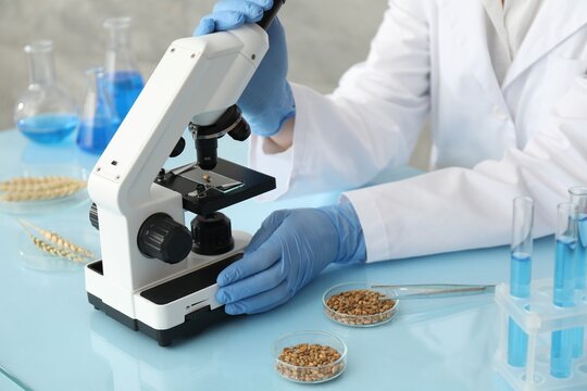 Laboratory testing. Scientist examining wheat grain under microscope at glass table indoors, closeup