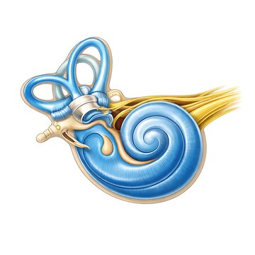 Human Inner Ear Anatomy Illustration - Cochlea and Semicircular Canals for Medical Education