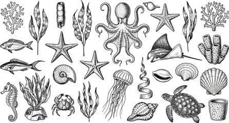 Vintage Engraving Marine Life Collection Featuring Octopus Sea Turtle Jellyfish Seahorse Stingray Crab Shells And Coral Reef Icons For Branding © Limon