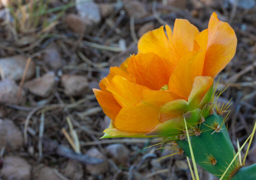 Colorful orange flower on a prickly pear cactus in Arizona