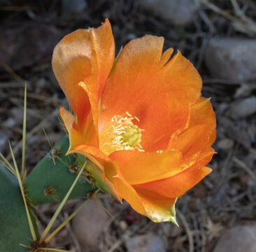 Orange flower blossom on a prickly pear cactus
