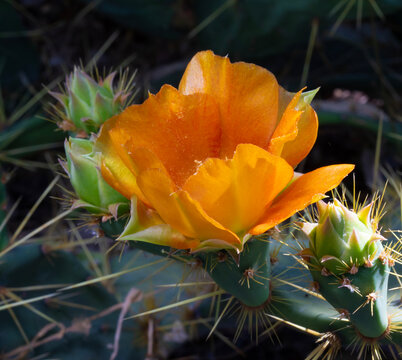 Bright orange prickly pear cactus in bloom in Arizona