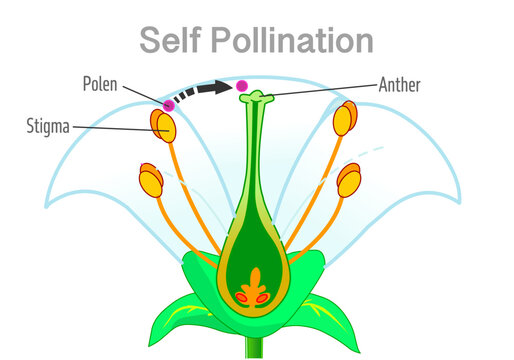 Self pollination is  when pollen arrives at the stigma of a flower  or at the ovule of the same plant. in white flower anatomy.  Illustration vector