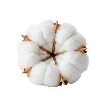 Plump white cotton boll with fluffy fibers