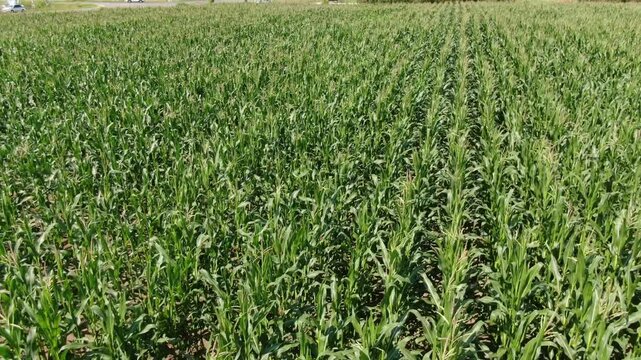 Drone flying backward and tilting up above corn field