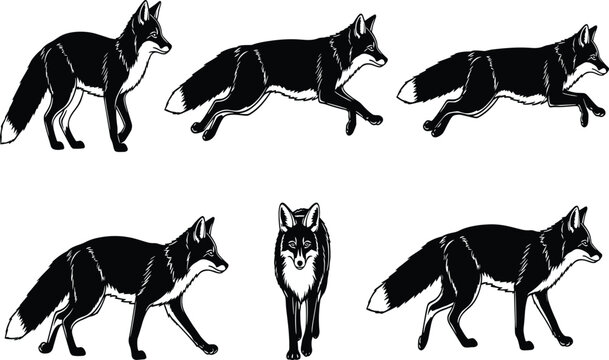 Fox silhouette collection, running fox artwork, leaping fox vector, walking fox illustration, standing fox design, wild animal black silhouette