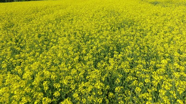 Flying over canola field colza