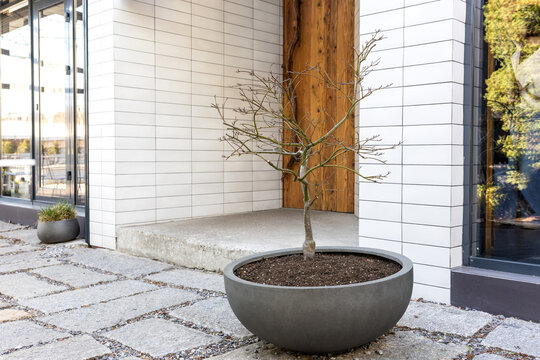 Young tree in round planter pot near modern building entrance, outdoor daytime