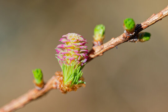 Larch strobilus: young ovulate cones on a larch branch.