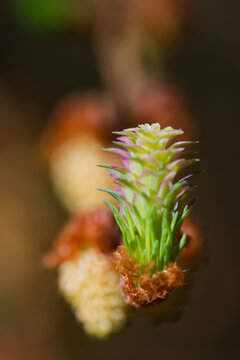 Larch strobilus: young ovulate cones on a larch branch.