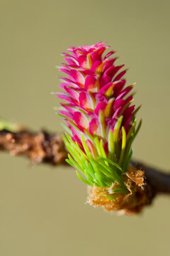 Larch strobilus: young ovulate cones on a larch branch.