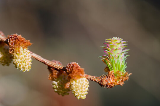 Larch strobilus: young ovulate cones on a larch branch.