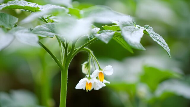 Watch Batata Plants Grow in the Garden With Flowers and Green Leaves