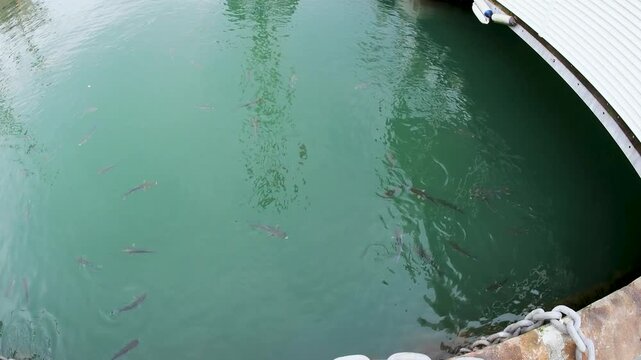 Close up of a Flathead grey mullet fish swimming in the sea