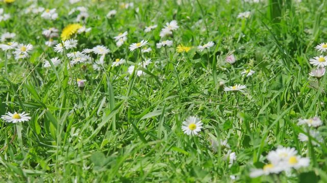 Blooming white daisies Matricaria chamomilla in green grass, family Asteraceae, chamomile flowers, meadow natural sunlight, rural scene, environmental protection, nature wildflowers background