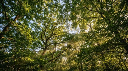 Obraz premium Dense green tree canopy viewed from below, sunlight filtering through layered leaves in dappled patterns, intricate branch networks creating natural geometric shapes,