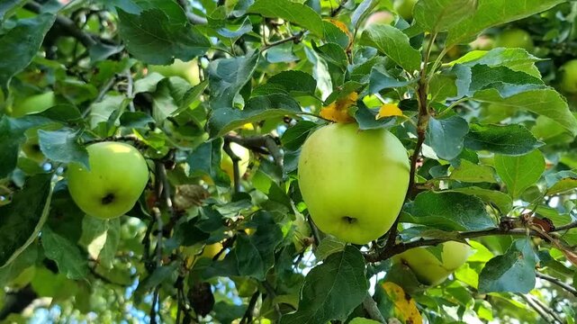 Ripe apple fruits on apple tree, branch full of apples in the orchard before harvesting, 4K