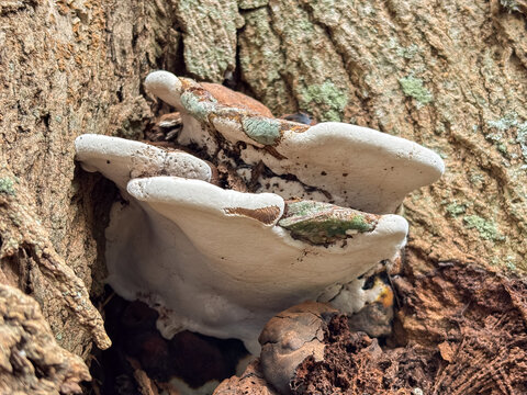 Ganoderma bracket fungi with white active margin and brown surface on lichen-covered tree trunk, symbolizing natural decomposition cycle, ideal for mycology and nature content.