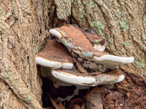 Ganoderma bracket fungi with white active margin and brown surface on lichen-covered tree trunk, symbolizing natural decomposition cycle, ideal for mycology and nature content.