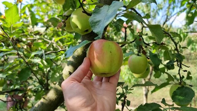 Hand picking an apple from tree, harvesting fruit from branch in organic garden in a beautiful sunny autumn day, 4K.