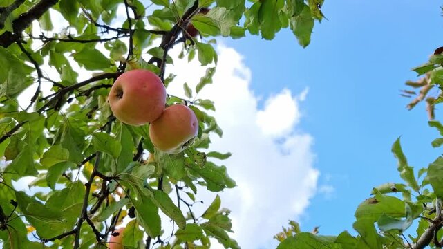 Fresh apples ripened on a tree, apples ready to harvest in organic garden in countryside on a beautiful sunny autumn day, 4K