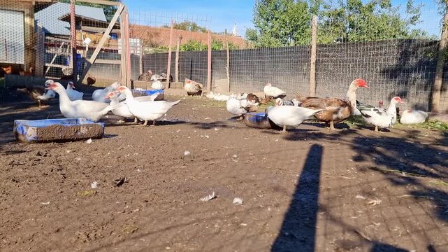 Domestic ducks feeding on a free range bio farm, traditional rural barnyard in countryside, agricultural industry, 4K