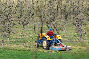 Obraz premium Farmer driving a vintage yellow tractor with a mower attachment through a fruit orchard during spring season, maintaining the grass between rows of trees.