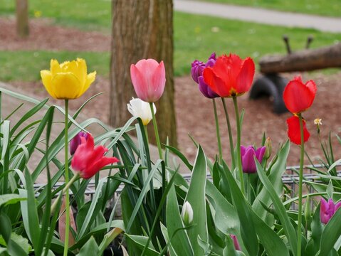 Bunte Tulpen am Baum