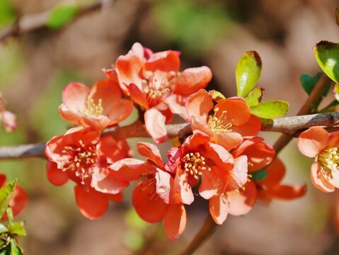 Scheinquitte (Chaenomeles)