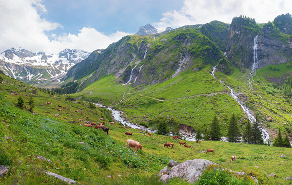 idyllic Stillup valley with stream, several waterfalls and grazing herd of cows, zillertal valley