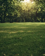 Obraz premium Lush Green Lawn Surrounded by Trees and Soft Sunlight in Park Setting
