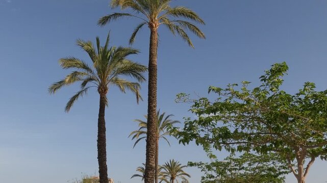 palmeras en alicante espa&ntilde;a