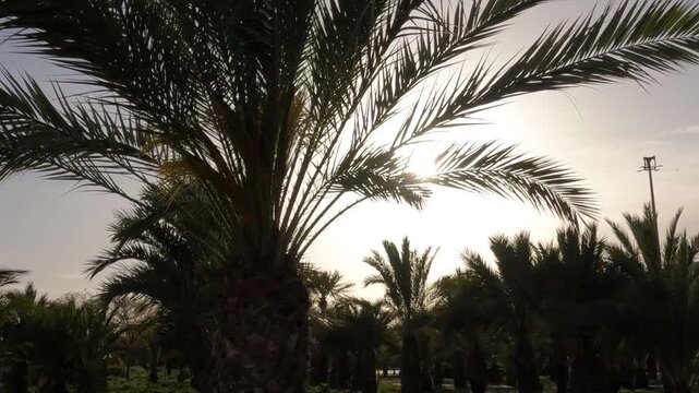 palmeras en alicante espa&ntilde;a