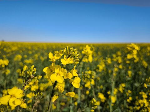 Flowering rapeseed field
