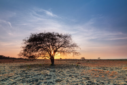 Vast and Serene Sunrise Landscape with a Lone Tree in Baluran National Park, East Java, Indonesia