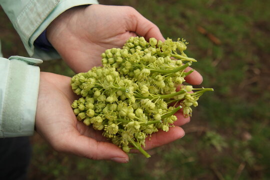 big leaf maple flowers (Acer macrophyllum)