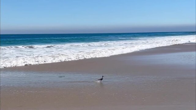 Seabird swept away by ocean waves natural sound 1080p coastal scene