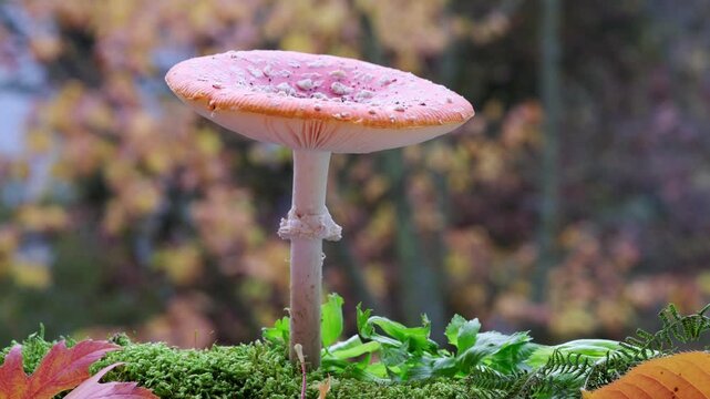 red Amanita muscaria mushroom stands out against bed fallen autumn leaves, toxic but visually striking mushroom, wild nature